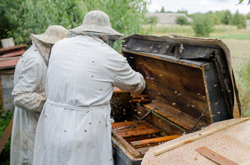 Beekeepers process beehives with honey bees