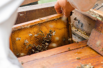 framework of the streets with honey bees