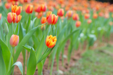 Tulip Flower in the Garden.,Nature background.