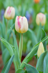 Tulip Flower in the Garden.,Nature background.
