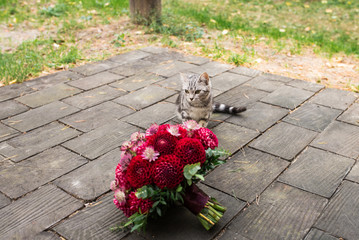 One stray cat sneaks up to the red wedding bouquet from dahlias lies on the wooden.