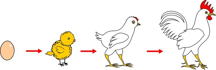 Stages of rooster growth from egg to adult bird