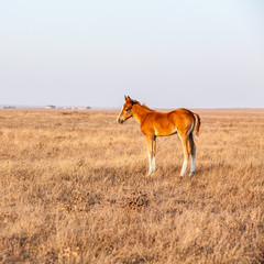 Little foal standing on the pasture.