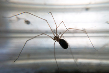 Long-legged spider on a light background close-up