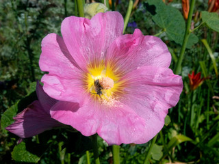 Bee on flower light red in bright Sunny summer day