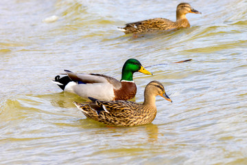  wild drake and ducks sailing along the river
