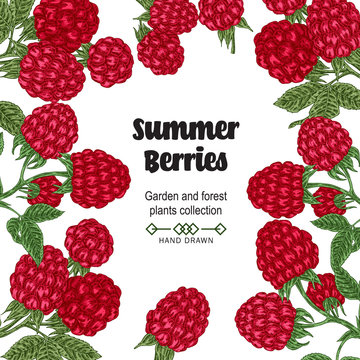 Hand drawn background with summer berries. Raspberry branches isolated on white. Vector colored sketch illustration.