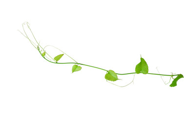Green ivy on white background.green leaf vines isolated on white background