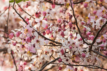 Pink flower of Wishing tree, pink shower, cassia bakeriana craib. Thailand