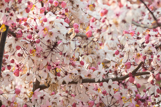 Pink flower of Wishing tree, pink shower, cassia bakeriana craib. Thailand
