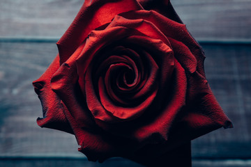 Beautiful vivid red roses on a wooden vintage table. Conception of congratulations and romance. Modern style. Close up