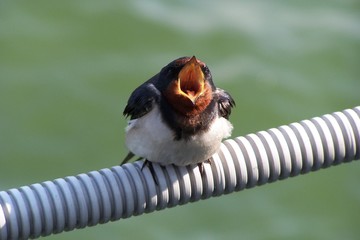 A  hungry barn swallow chick © E-lona