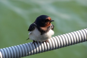 A barn swallow chick © E-lona