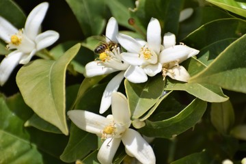 Orange blooming flower