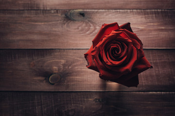 Beautiful vivid red roses on a wooden vintage table. Conception of congratulations and romance. Modern style. Close up