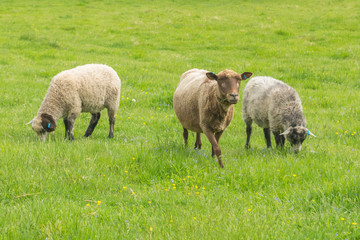 A herd of sheep is grazing on the green meadow on the Korteniemi Heritage Farm that is located in the Liesjärvi National Park, Finland, Europe