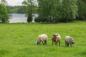 Obraz na płótnie Canvas A herd of sheep is grazing on the green meadow on the Korteniemi Heritage Farm that is located in the Liesjärvi National Park, Finland, Europe