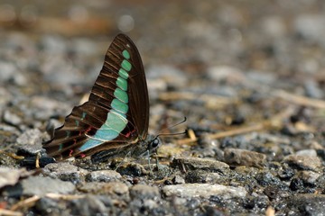 Butterfly from the Taiwan (Graphium sarpedon connectens) Common bluebottle butterfly  