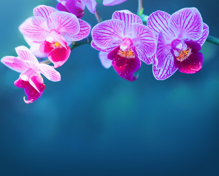 Pink orchid flowers isolated.