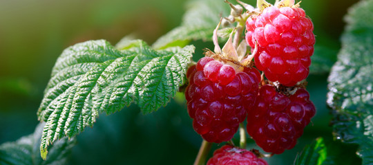 Raspberries on a branch close up.