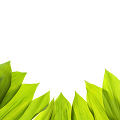 Green fresh leaf isolated background