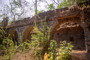Jungle banyan tree roots covering old building wall