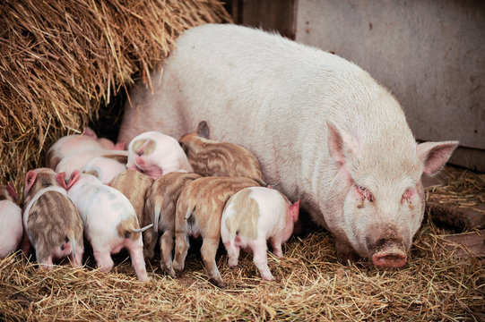 Large white pig of the Vietnam breed feeds piglets. Concept of happy motherhood in animals.