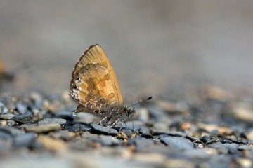 Butterfly from the Taiwan (Orthomiella rantaizana) Una rantaizana butterfly in water