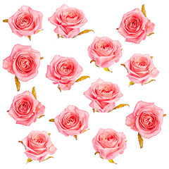 Isolated pink roses pattern background