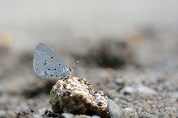 Butterfly from the Taiwan (Celastrina sugitanii shirozui) Cedar Valley Glass butterfly in water