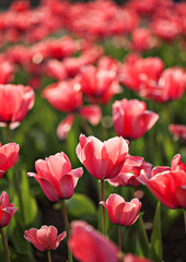Blooming spring pink tulip flowers