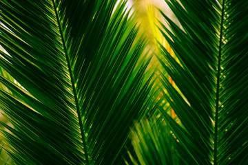 Green Light through Palm Leaf Fronds