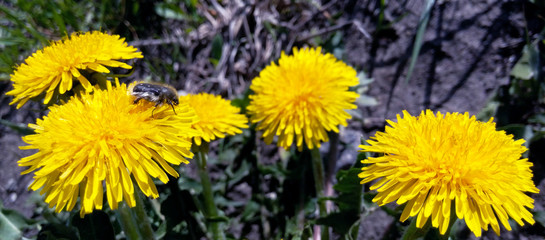 Beetle black on dandelions in summer bright sunny day in the sun