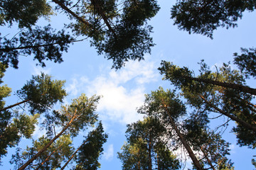 trees