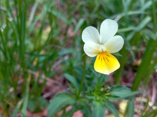 Flower in a white forest with yellow on a background