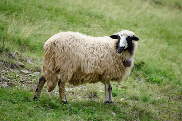 Single white sheep grazing at green meadow, natural agriculture background