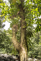 Fototapeta na wymiar Naturpark Guadelupe / Dschungel / Natur / Wildlife