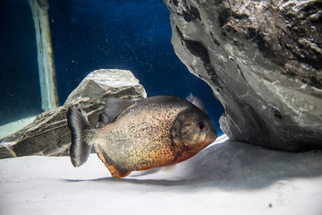 pesci colorati tropicali in acquario