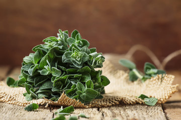 Fresh green oregano or Origanum vulgare in a beam, vintage wood background, selective focus