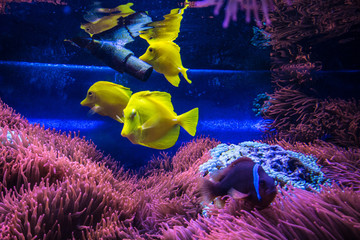 pesci colorati tropicali in acquario © francesco