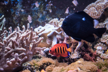 Fototapeta na wymiar pesci colorati tropicali in acquario