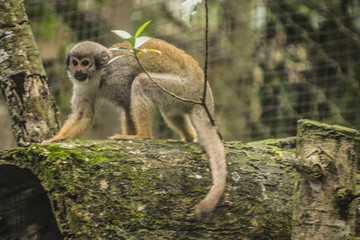 Affen in der Karibik / Kapuzineräffchen / Affen / Wildlife /  jungle