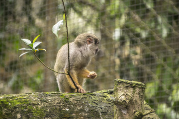 Affen in der Karibik / Kapuzineräffchen / Affen / Wildlife /  jungle