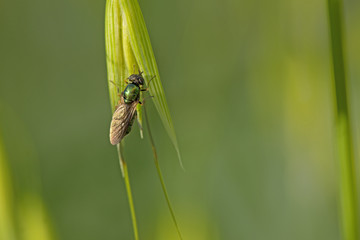 Mouche vert métallisé fine et longue. Insecte des champs et prairies se nourrissant de la sève des plantes.