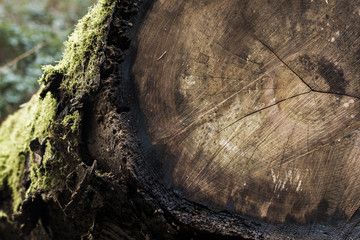 Wood