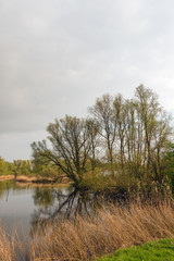 Tree silhouettes reflected in the water surface of the pond