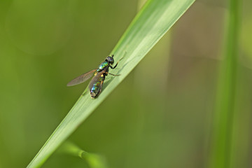 Mouche vert métallisé fine et longue. Insecte des champs et prairies posée sur une feuille un soir d'été.