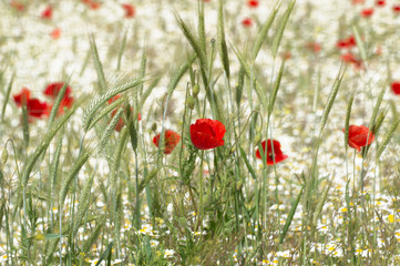 Poppy flowers, white daisies and wheat in the field