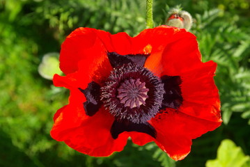 big red poppies close up