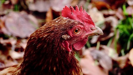 Henne, Huhn, Hahn Portrait, Nahaufnahme